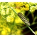 European Swallowtail machaon gorganus 5 summer pupae 